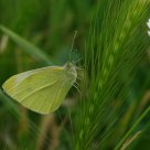 Borboleta (butterfly) Pieris rapae